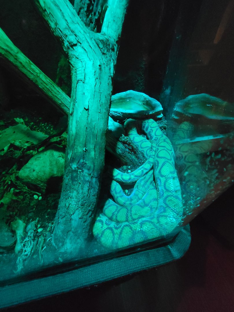 Nashville Zoo 5/22 - Unseen New World, rainbow boa (with central American banded gecko)