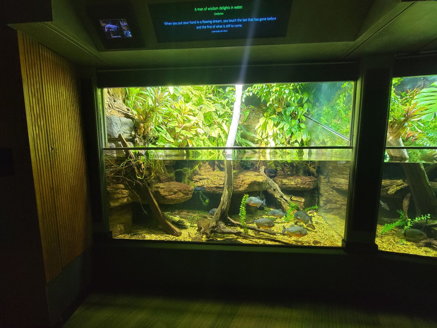 Nashville Zoo 5/22 - Unseen New World, red-bellied piranha, convict cichlid, harlequin racerunner, yellow-banded PDF, dyeing PDF (blue)