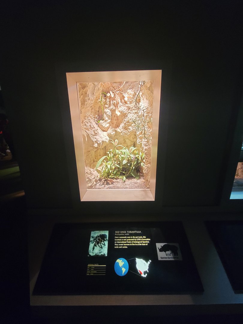 Nashville Zoo 5/22 - Unseen New World, red knee tarantula, Brachypelma smithi