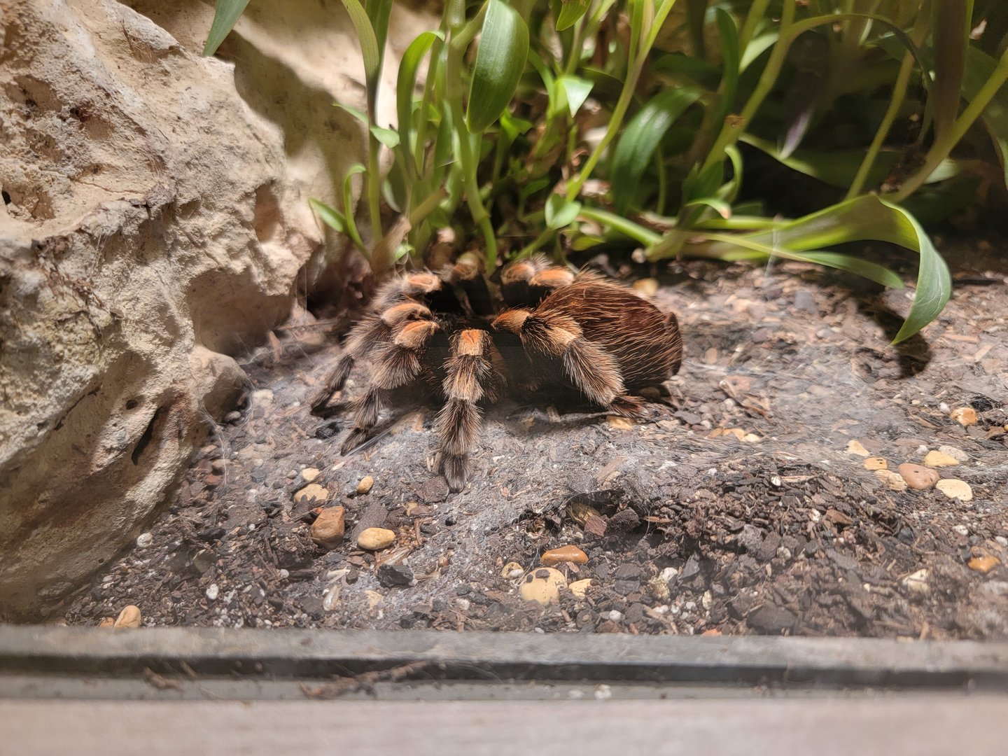 Nashville Zoo 5/22 - Unseen New World, red knee tarantula, Brachypelma smithi