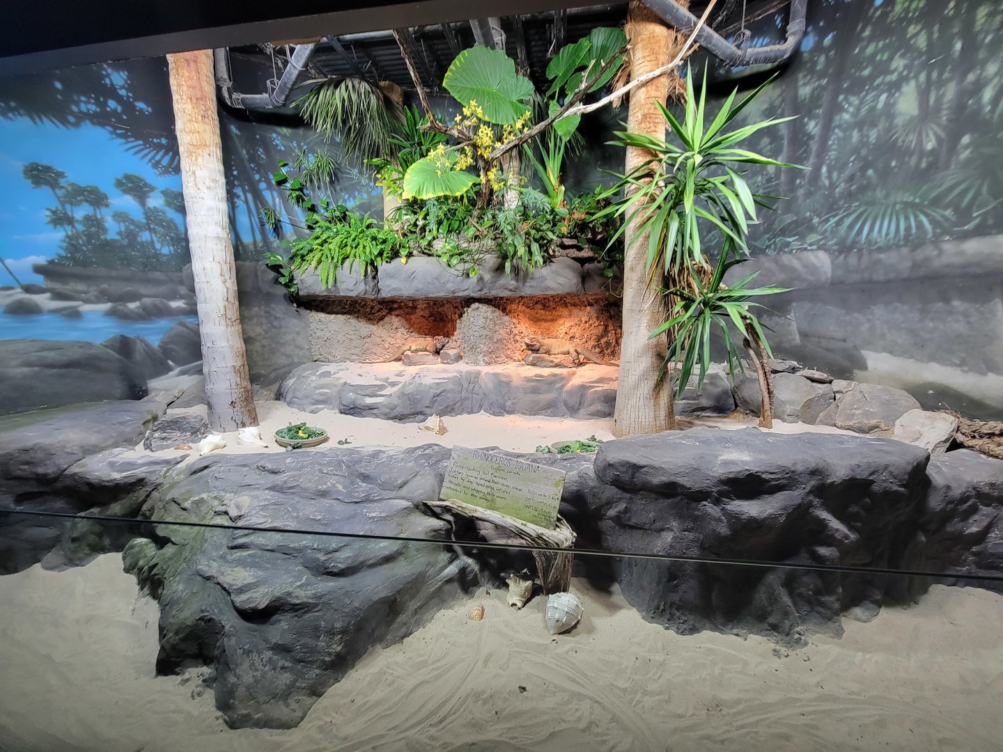 Nashville Zoo 5/22 - Unseen New World, rhinoceros iguanas