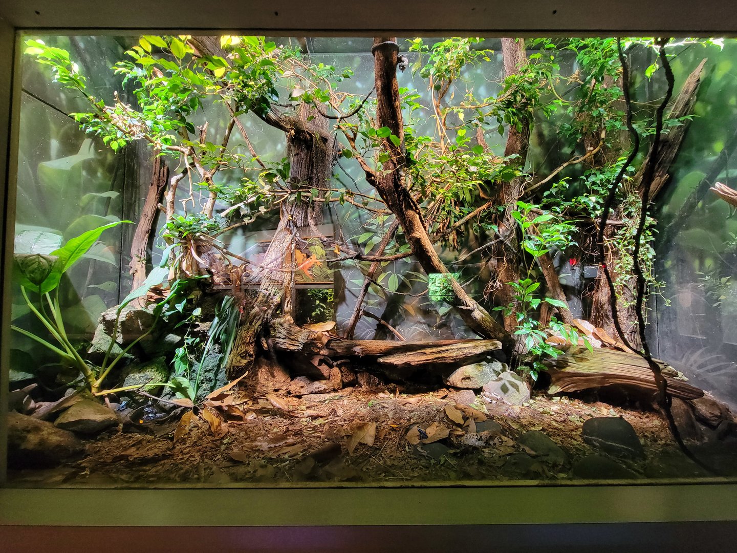 Nashville Zoo 5/22 - Unseen New World, signed: bushmaster (unspecified), eastern casquehead iguana, yellow-headed gecko, dyeing pdf