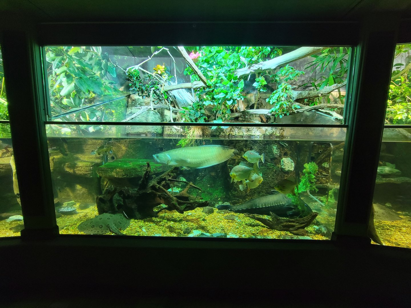 Nashville Zoo 5/22 - Unseen New World, signed: central american spotted gar, jaguar cichlid, pleco, caiman lizard, ripsaw catfish