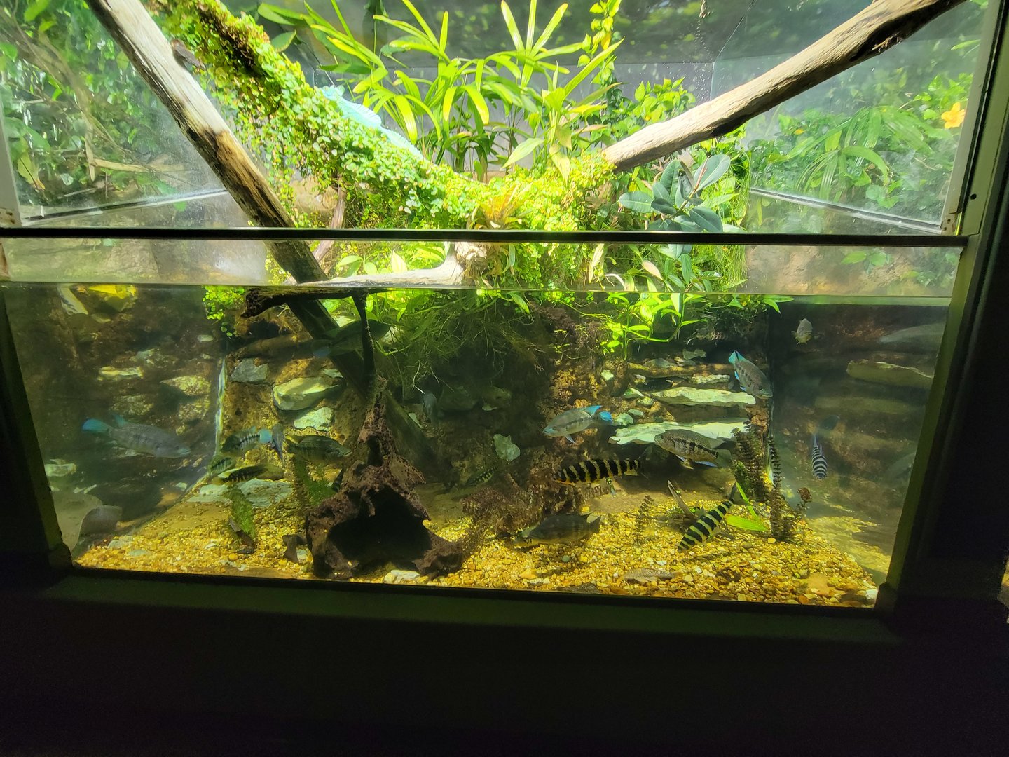 Nashville Zoo 5/22 - Unseen New World, signed: wolf cichlid, pleco, banded leporinus, plumed basilisk
