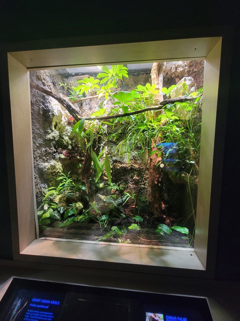 Nashville Zoo 5/22 - Unseen New World, Smallwood's anole, Cuban false chameleon