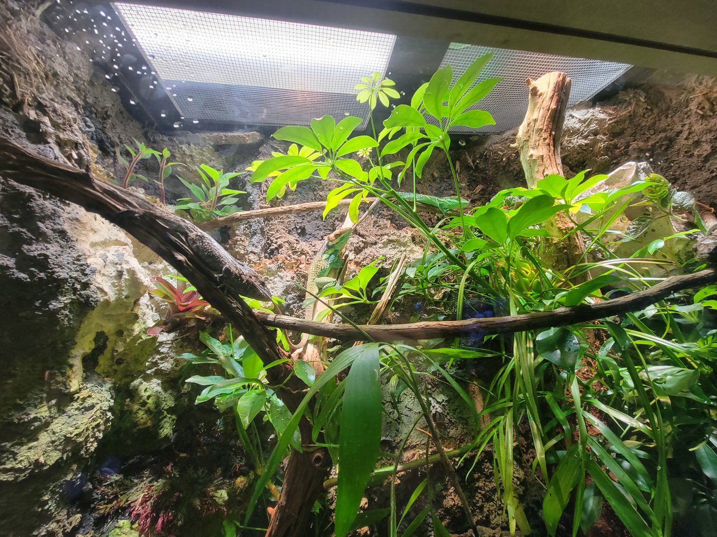 Nashville Zoo 5/22 - Unseen New World, Smallwood's anoles