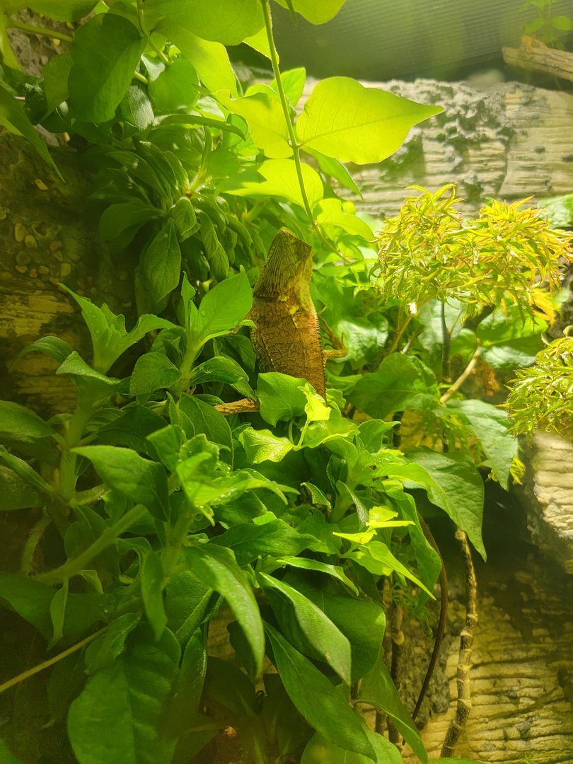 Nashville Zoo 5/22 - Unseen New World, smooth helmeted iguana