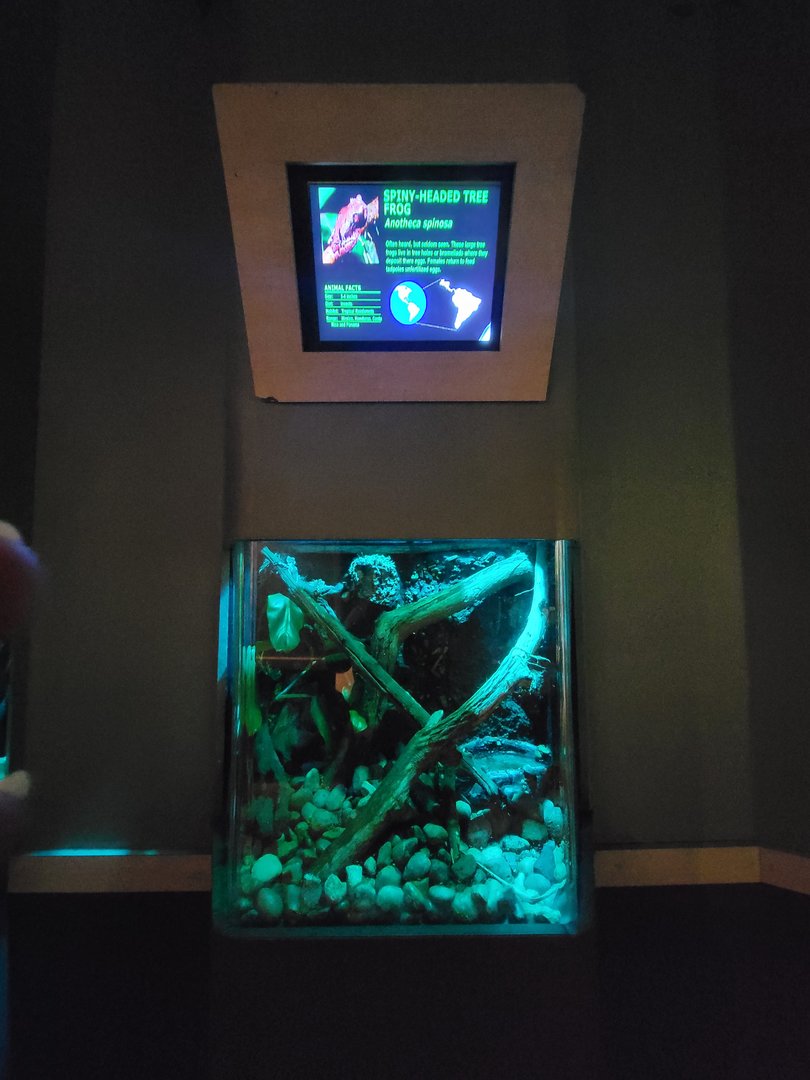 Nashville Zoo 5/22 - Unseen New World, spiny-headed tree frog