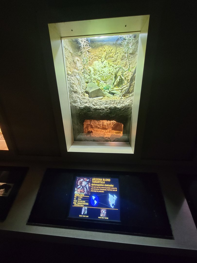 Nashville Zoo 5/22 - Unseen New World, split exhibit, eastern collared lizard / Arizona blond tarantula (Aphonopelma chalcodes)