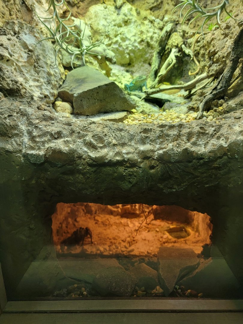 Nashville Zoo 5/22 - Unseen New World, split exhibit, eastern collared lizard / Arizona blond tarantula (Aphonopelma chalcodes)