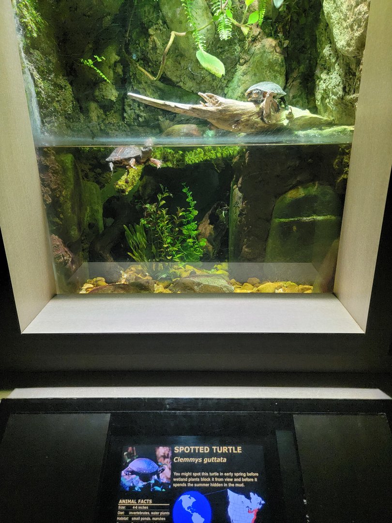 Nashville Zoo 5/22 - Unseen New World, spotted turtle