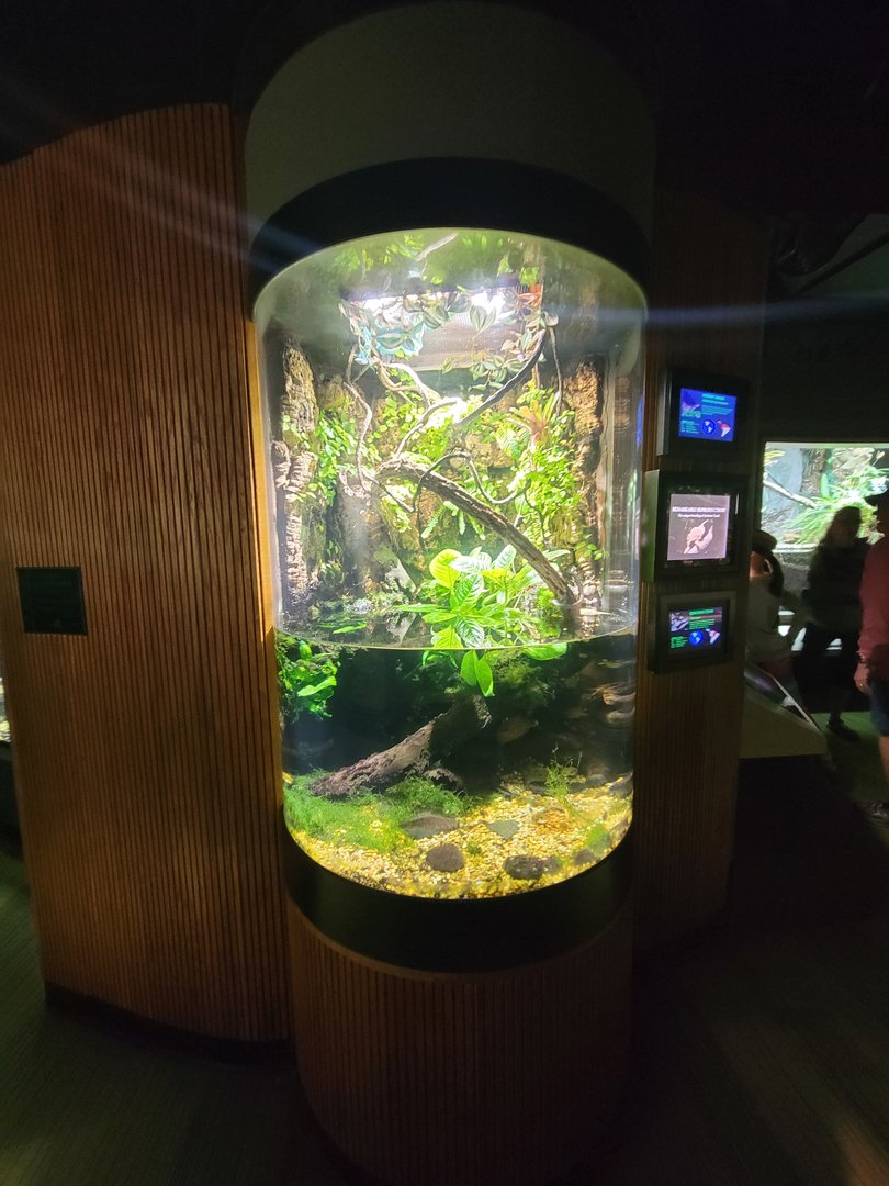 Nashville Zoo 5/22 - Unseen New World, Surinam toad and many-colored bush anole