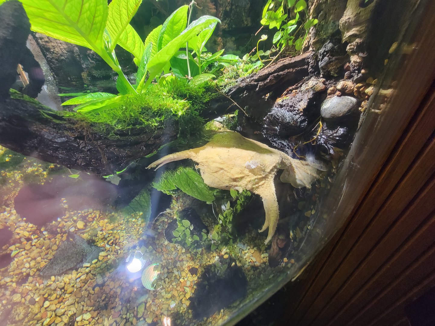 Nashville Zoo 5/22 - Unseen New World, Surinam toad (with many-colored bush anole)