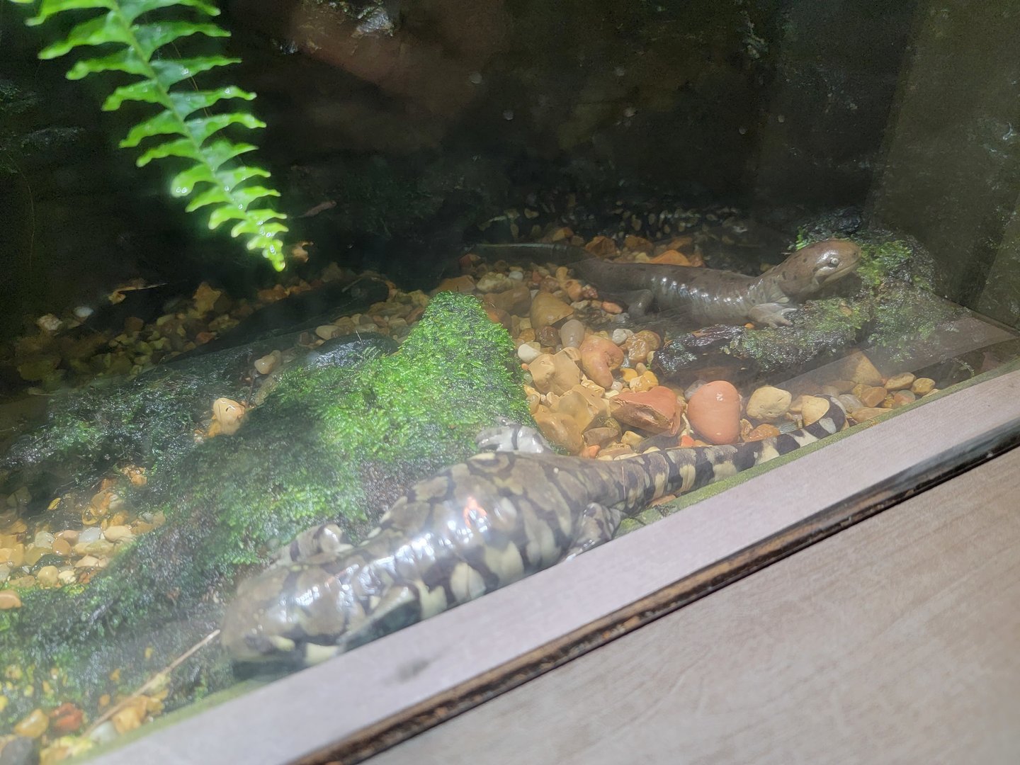 Nashville Zoo 5/22 - Unseen New World, tiger salamander, Ambystoma tigrinum