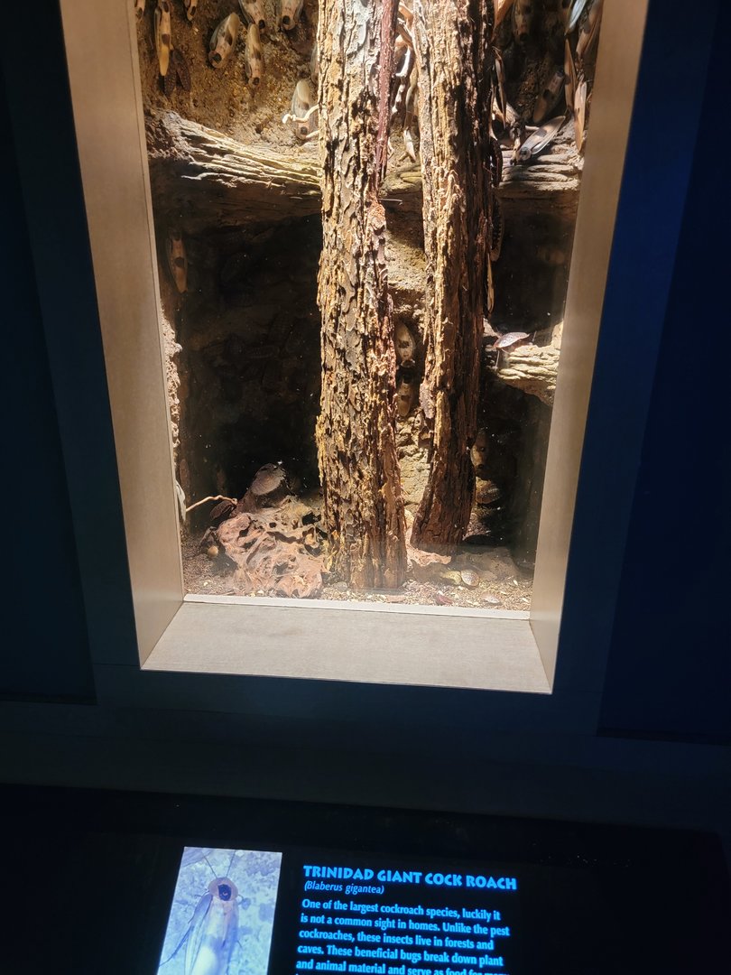 Nashville Zoo 5/22 - Unseen New World, Trinidad giant cockroach, Blaberus gigantea