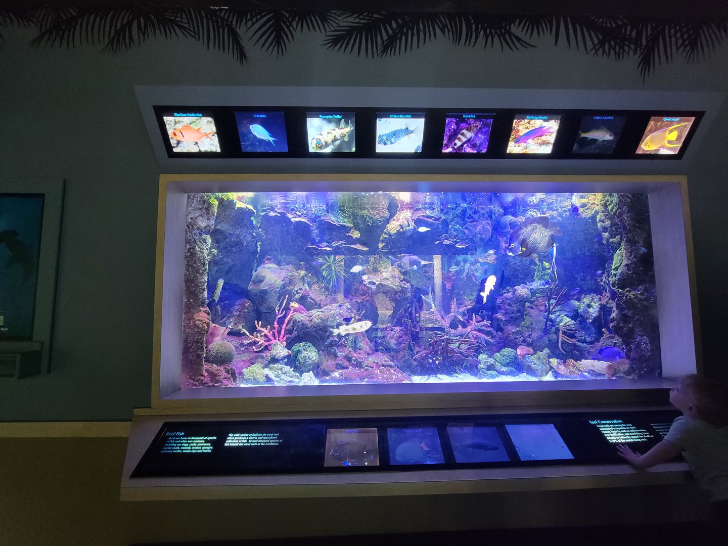 Nashville Zoo 5/22 - Unseen New World, tropical fish tank