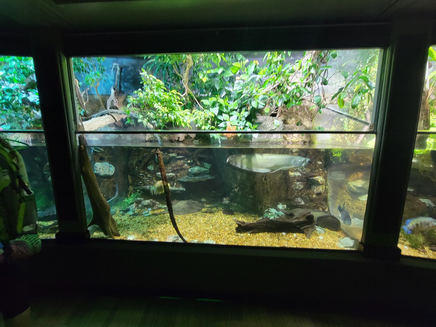 Nashville Zoo 5/22 - Unseen New World, tropical rivers tanks