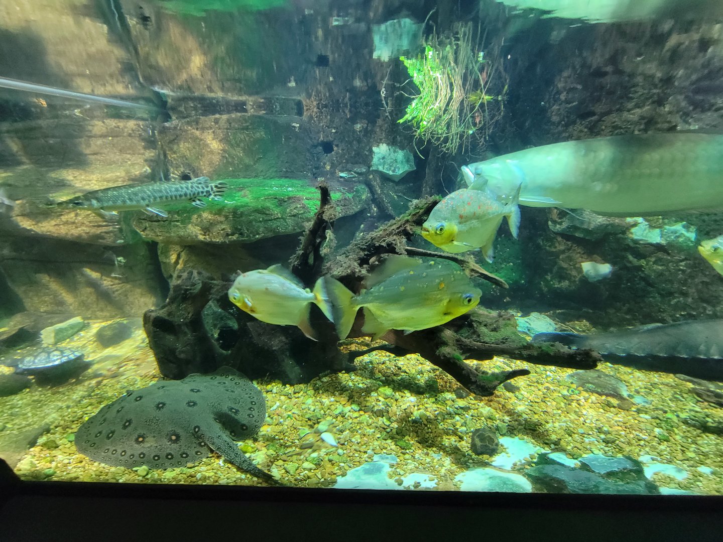 Nashville Zoo 5/22 - Unseen New World, tropical rivers tanks