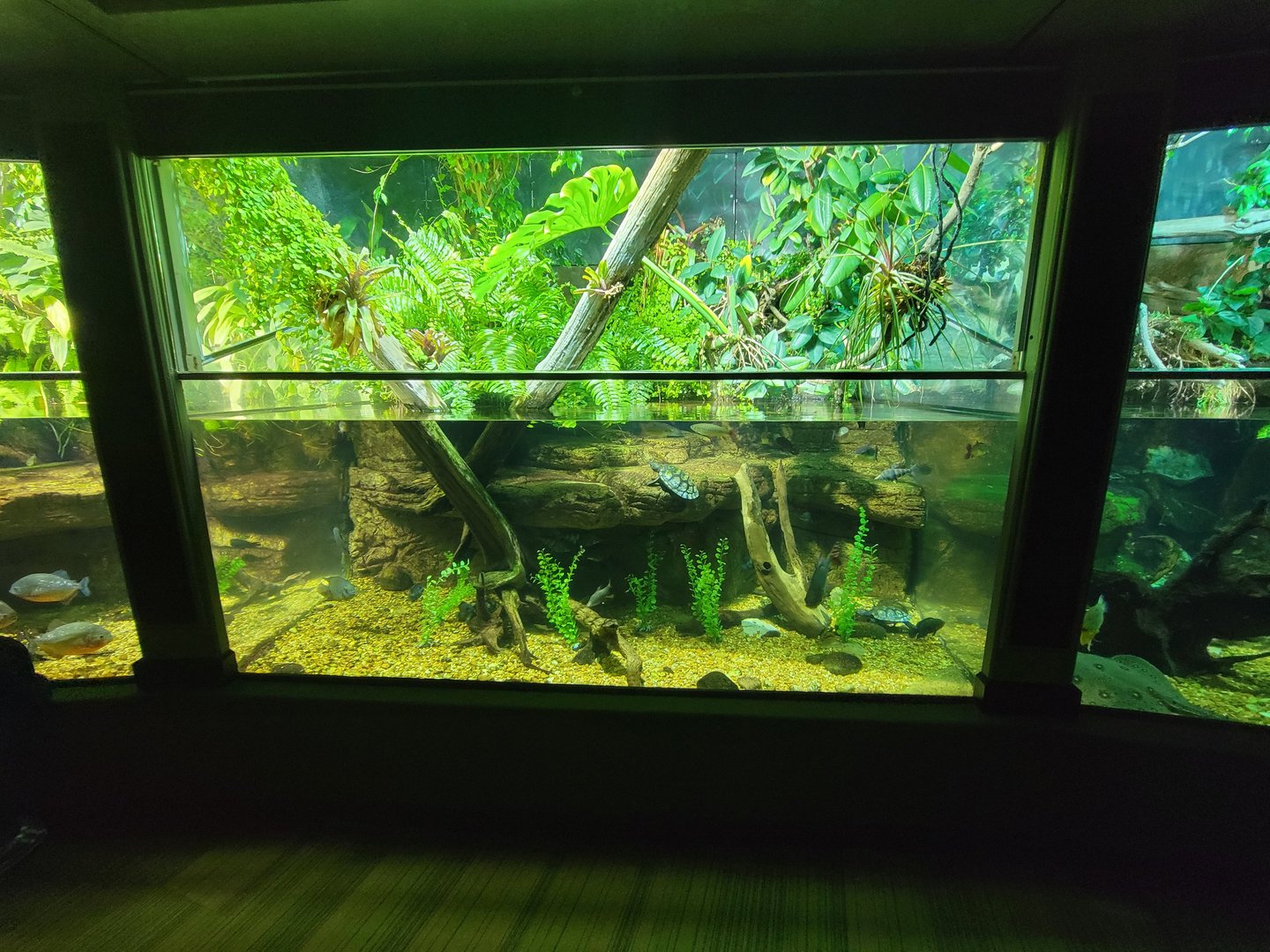 Nashville Zoo 5/22 - Unseen New World, tropical rivers tanks
