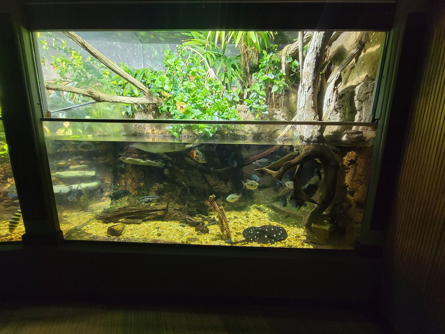 Nashville Zoo 5/22 - Unseen New World, tropical rivers