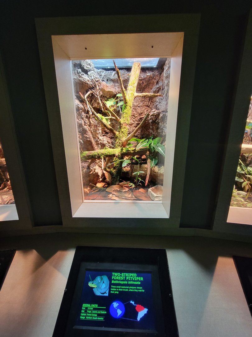 Nashville Zoo 5/22 - Unseen New World, two-striped forest pit viper