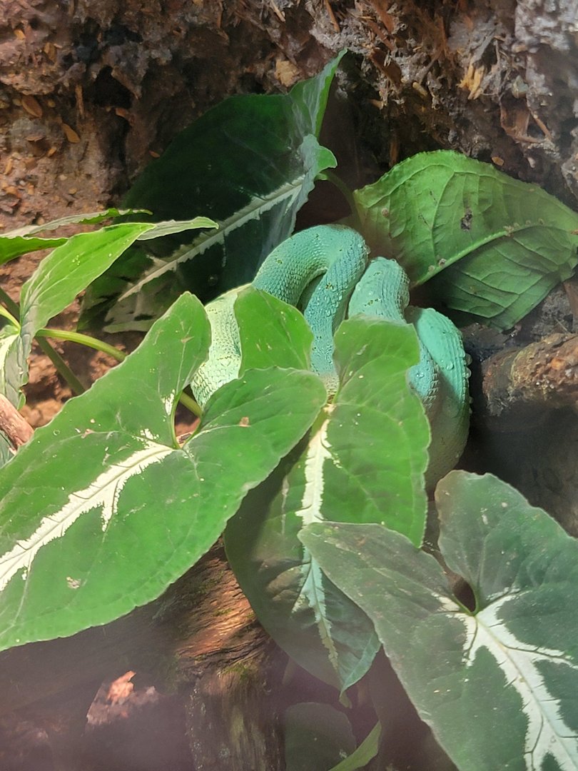 Nashville Zoo 5/22 - Unseen New World, two-striped forest pit viper