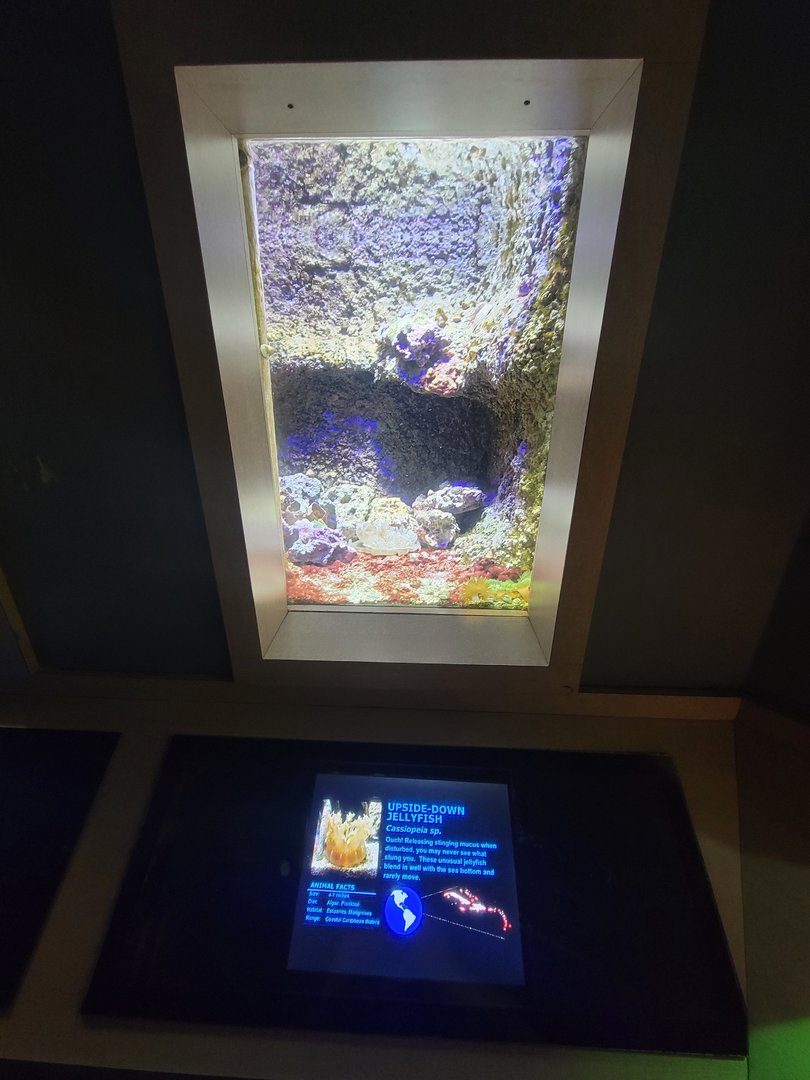 Nashville Zoo 5/22 - Unseen New World, upside-down jellyfish