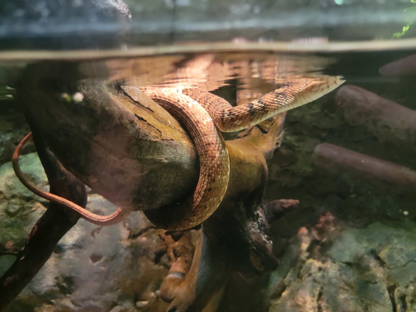 Nashville Zoo 5/22 - Unseen New World, water snake sp. (mixed with hellbender)