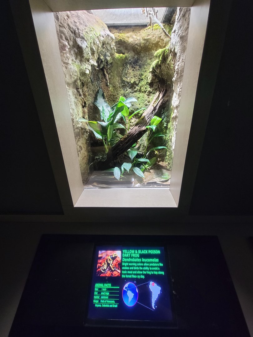 Nashville Zoo 5/22 - Unseen New World, yellow-banded poison dart frog