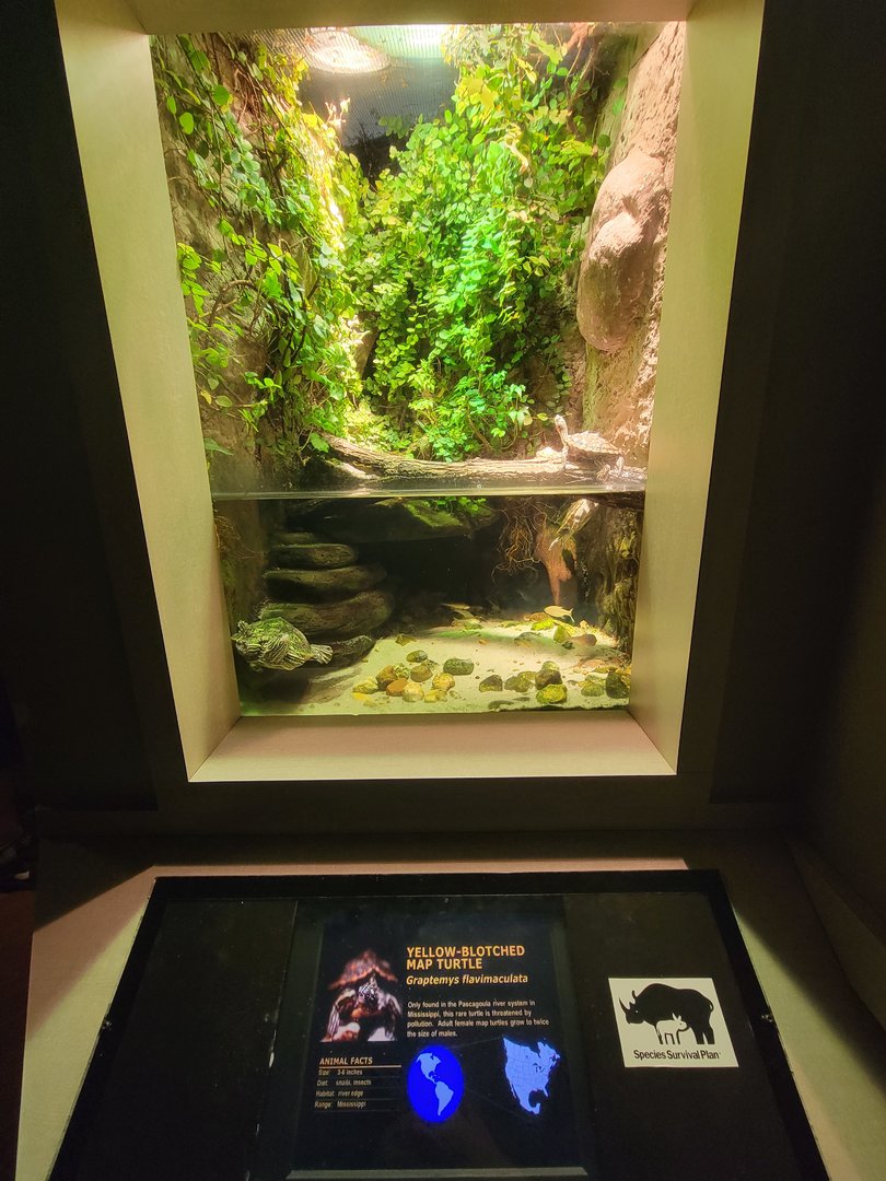 Nashville Zoo 5/22 - Unseen New World, yellow-blotched map turtle