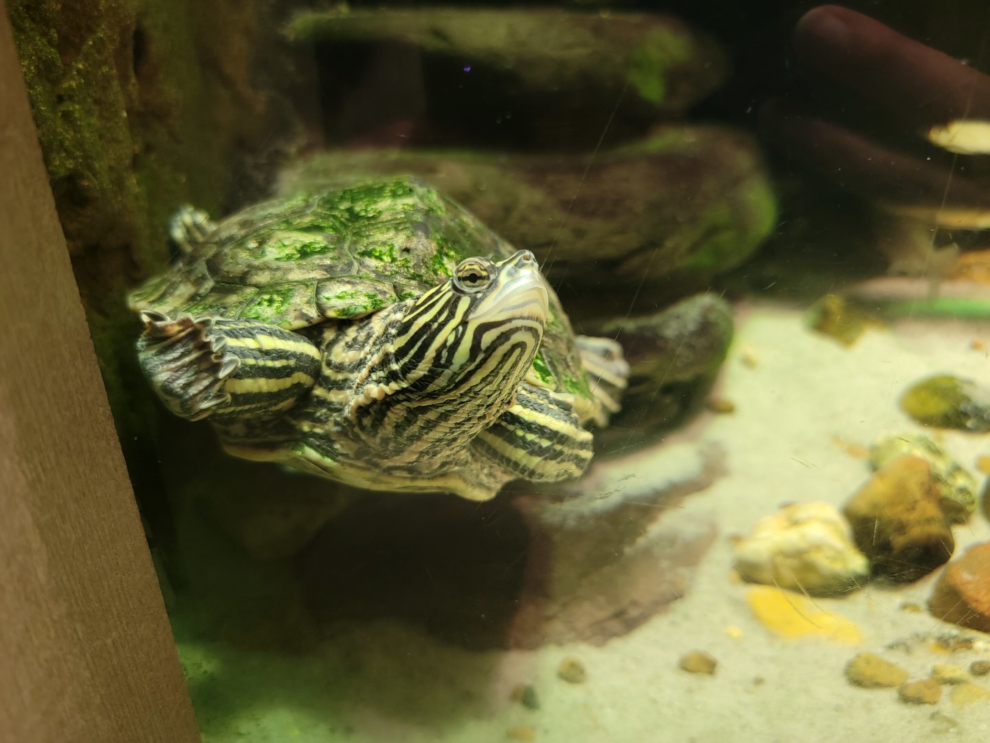 Nashville Zoo 5/22 - Unseen New World, yellow-blotched map turtle