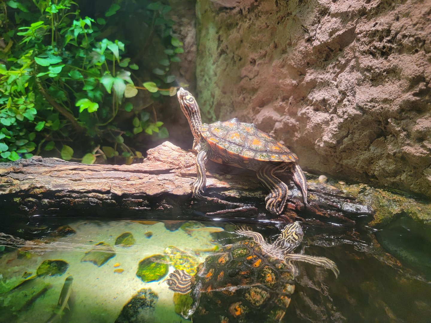 Nashville Zoo 5/22 - Unseen New World, yellow-blotched map turtle