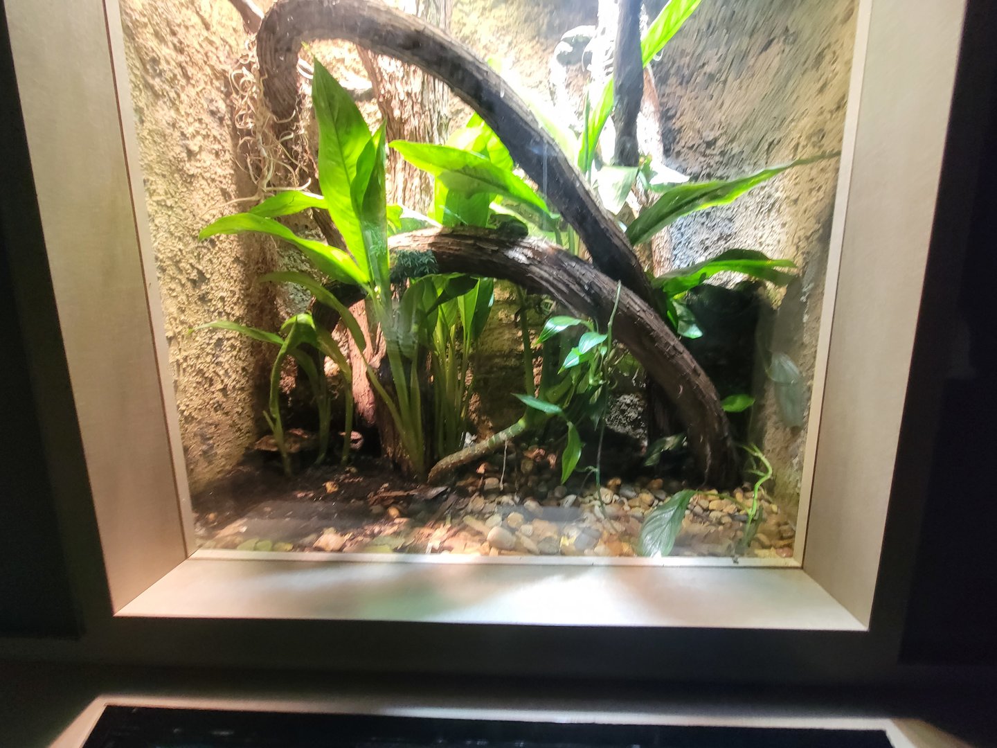 Nashville Zoo 5/22 - Unseen New World, yellow ratsnake, harlequin racerunner, mexican leaf frog