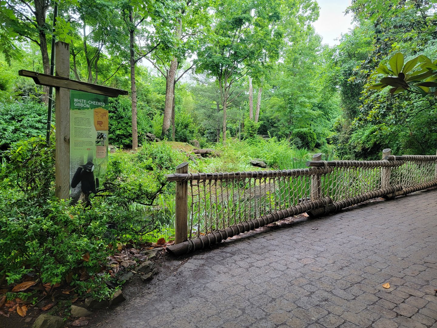 Nashville Zoo 5/22 - White-cheeked gibbon