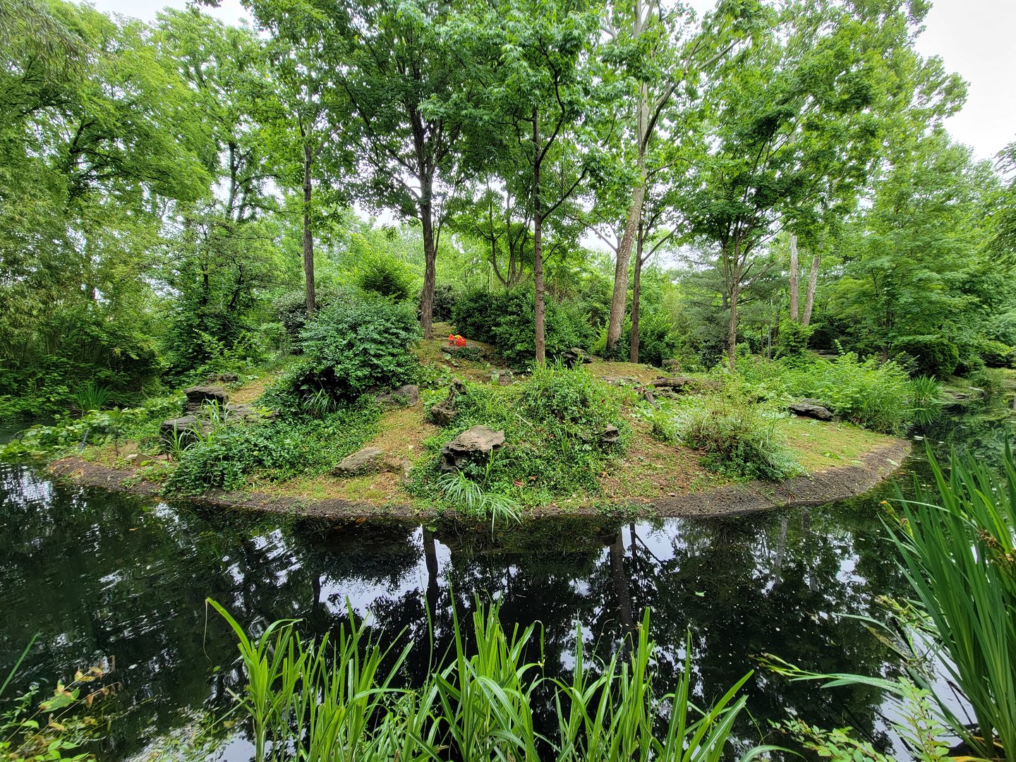 Nashville Zoo 5/22 - White-cheeked gibbon