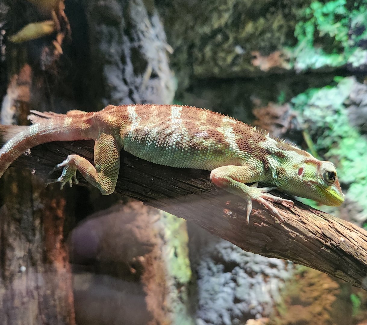 Nashville Zoo - Anolis ricordii