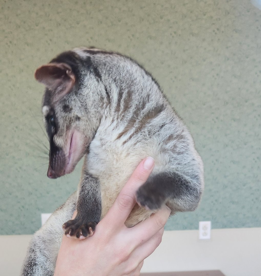 Nashville Zoo - Banded Palm Civet