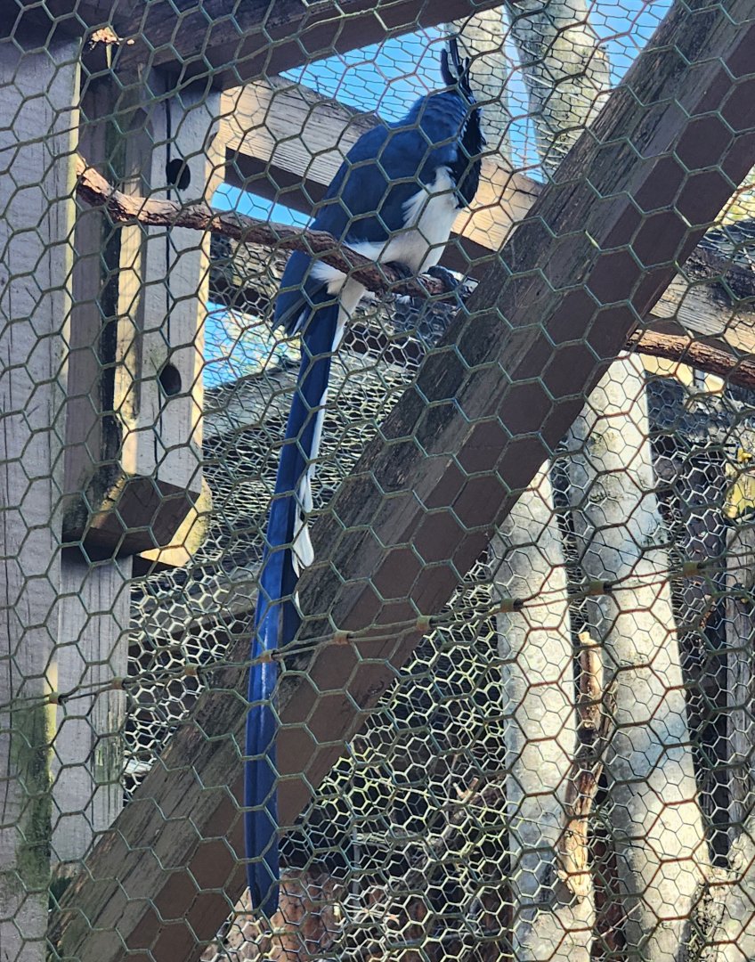 Nashville Zoo - Black-throated Magpie Jay