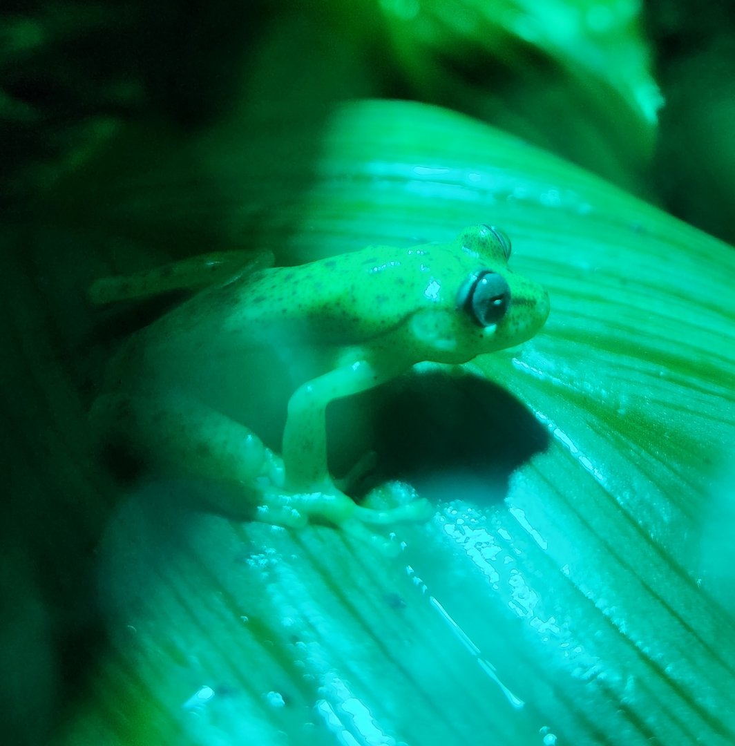 Nashville Zoo - Boana punctata