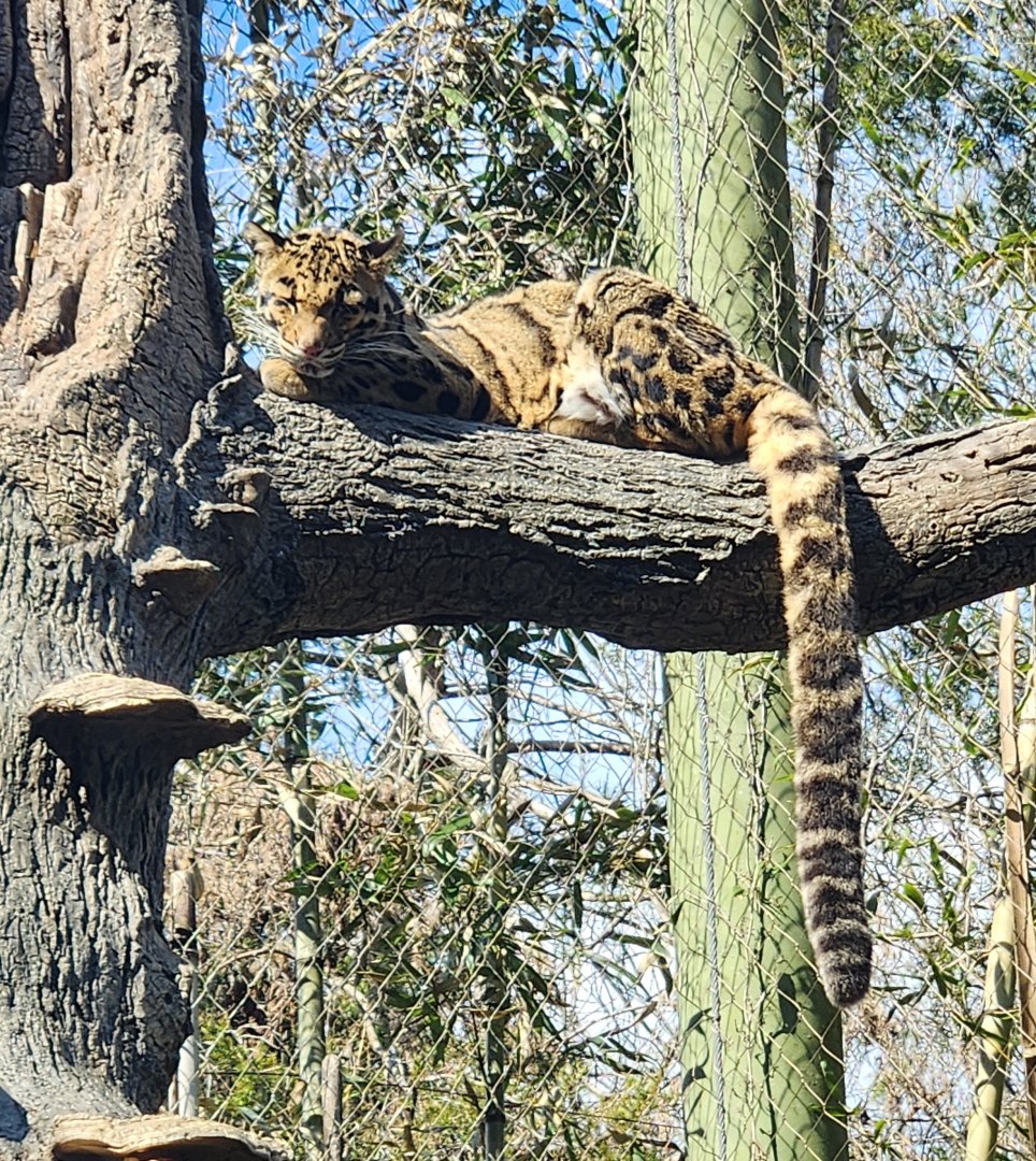 Nashville Zoo - Clouded Leopard
