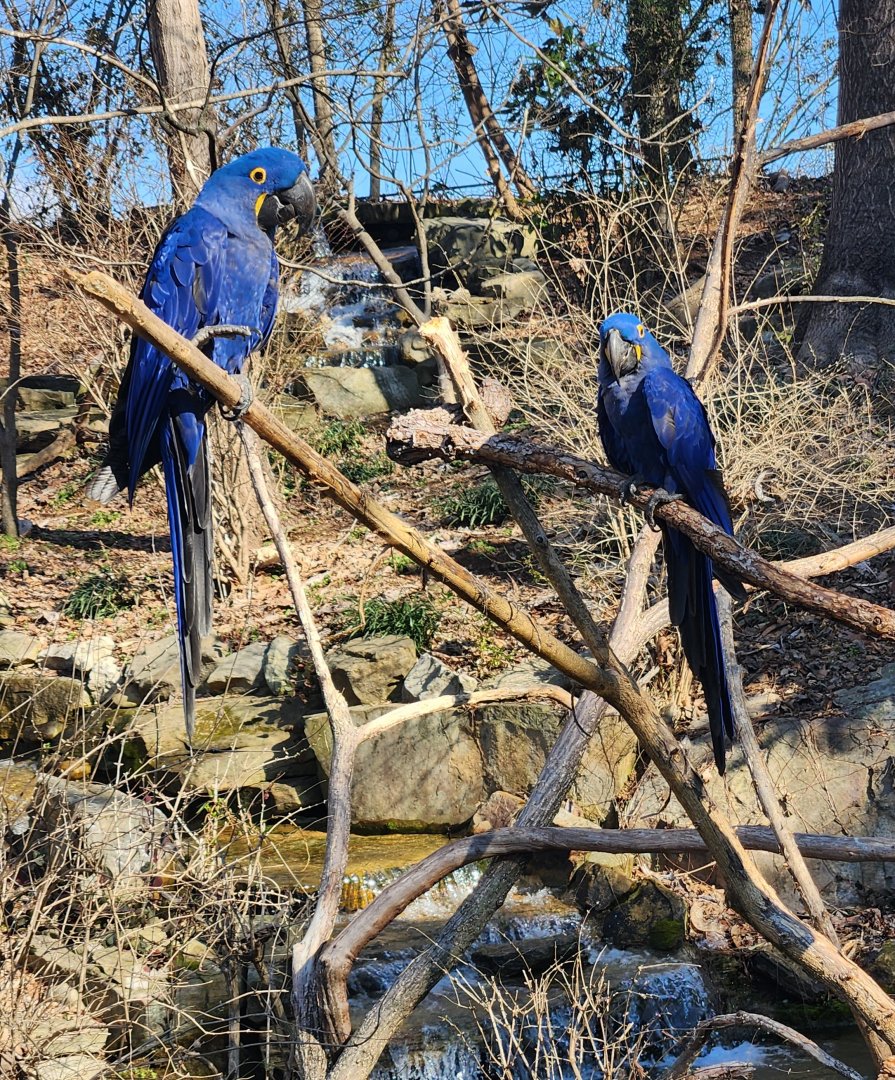 Nashville Zoo - Hyacinth Macaws