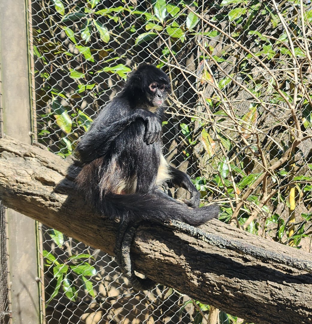 Nashville Zoo - Mexican Spider Monkey