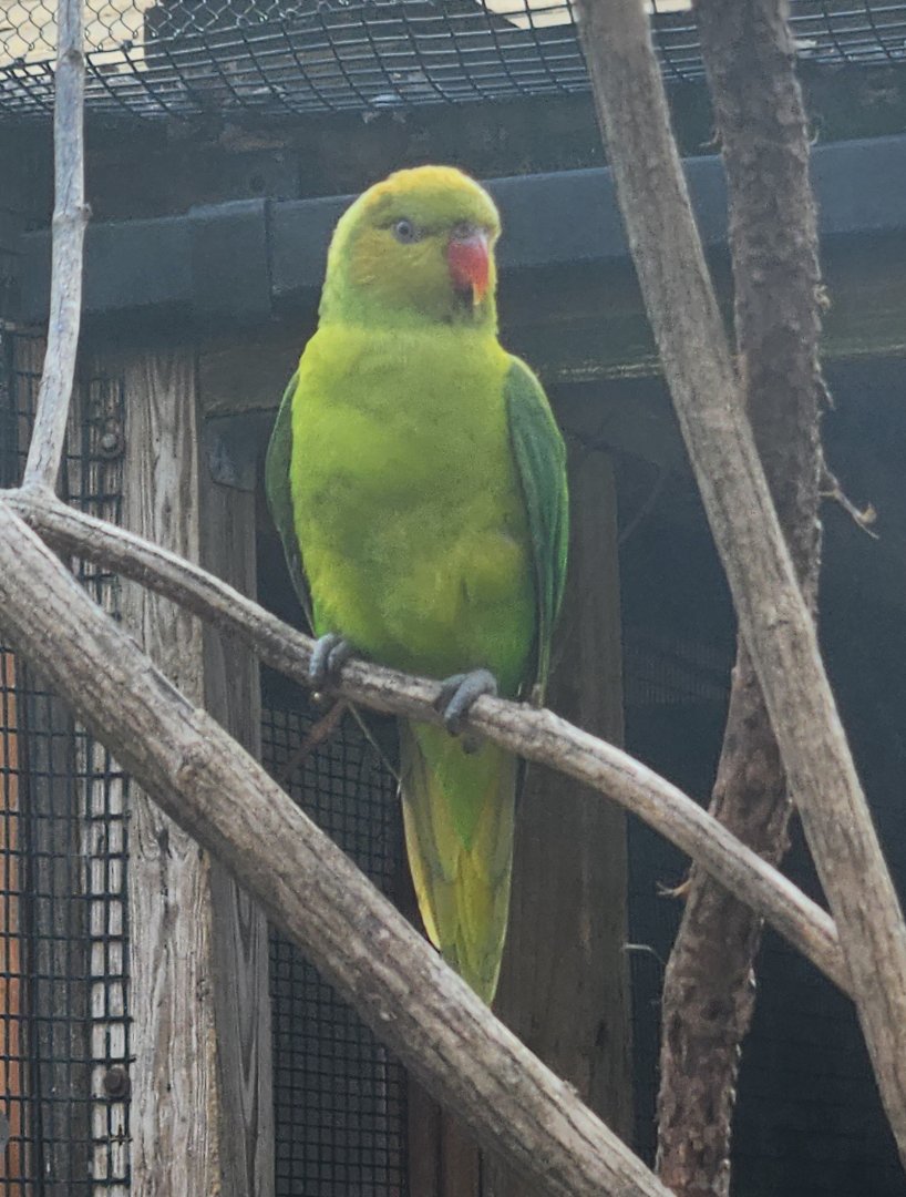 Nashville Zoo - Olive-headed (Perfect) Lorikeet