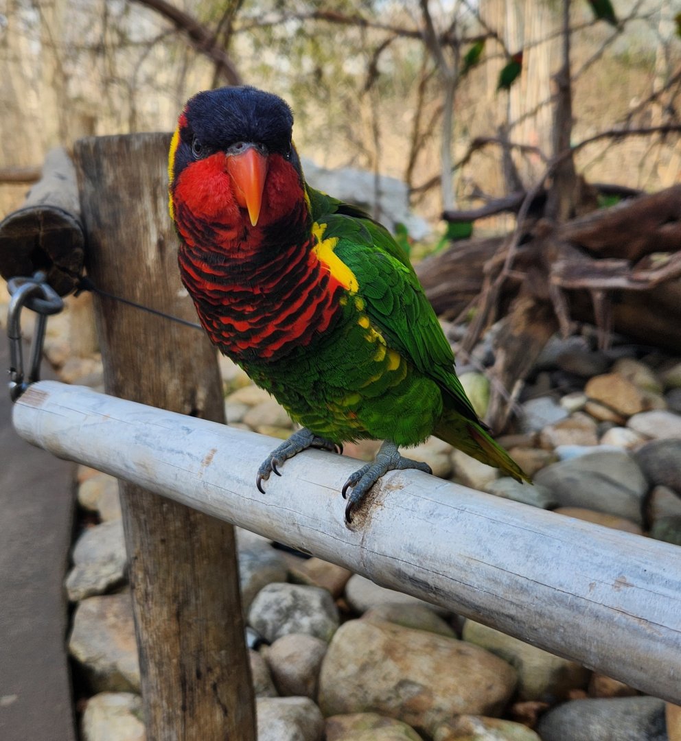 Nashville Zoo - Ornate Lorikeet