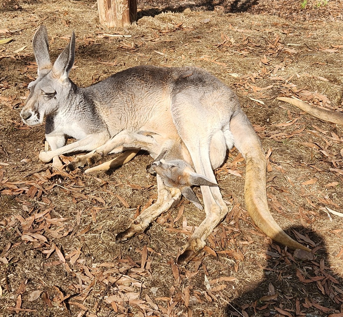 Nashville Zoo - Red Kangaroo with joey