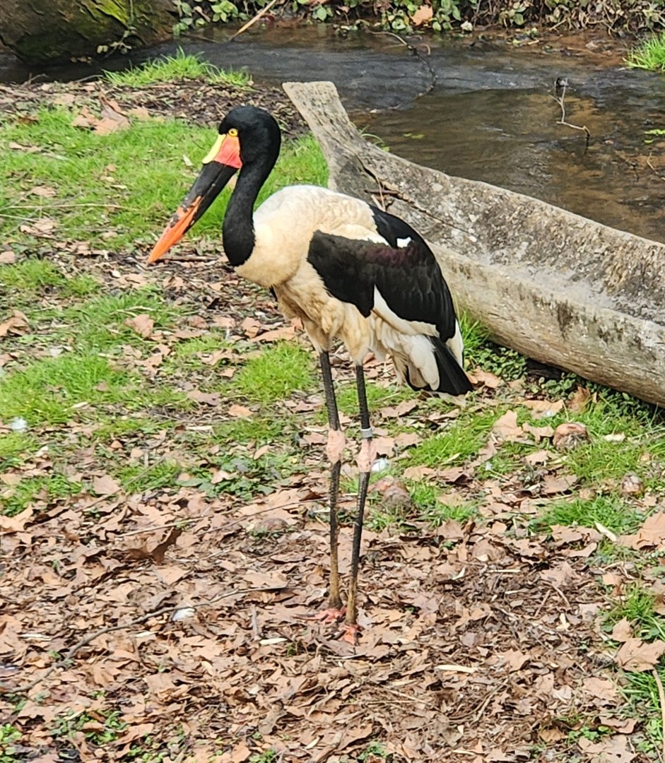 Nashville Zoo - Saddlebill Stork