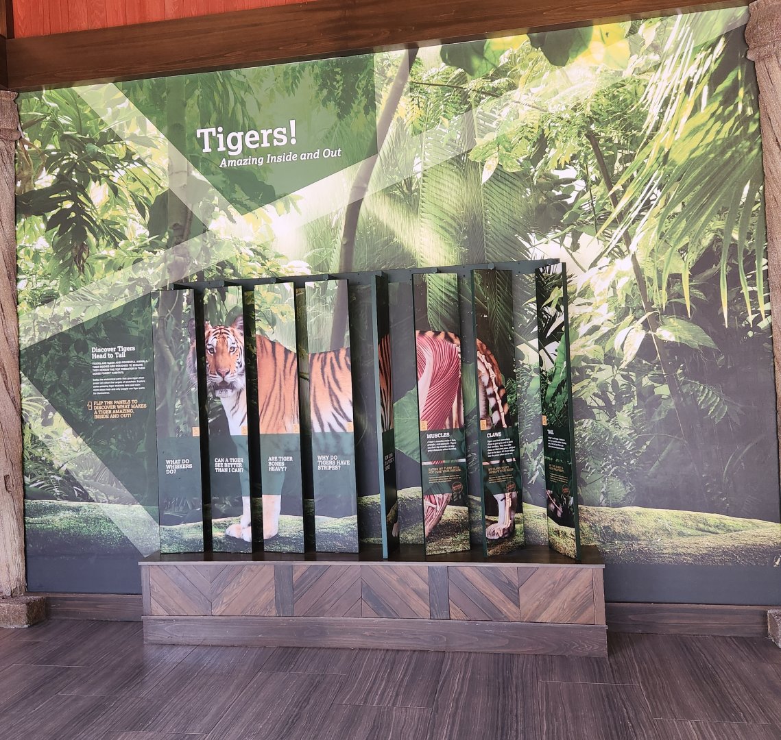 Nashville Zoo - Tiger  anatomy