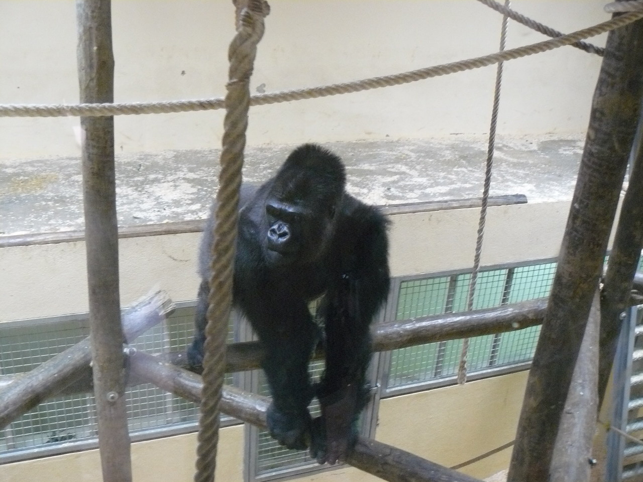 Nasibu - male gorilla