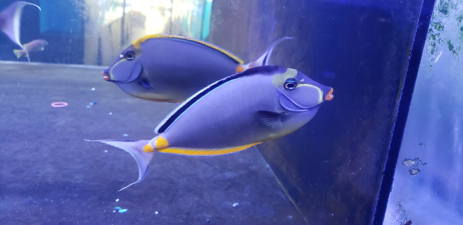 Naso and Naso Blonde Tangs
