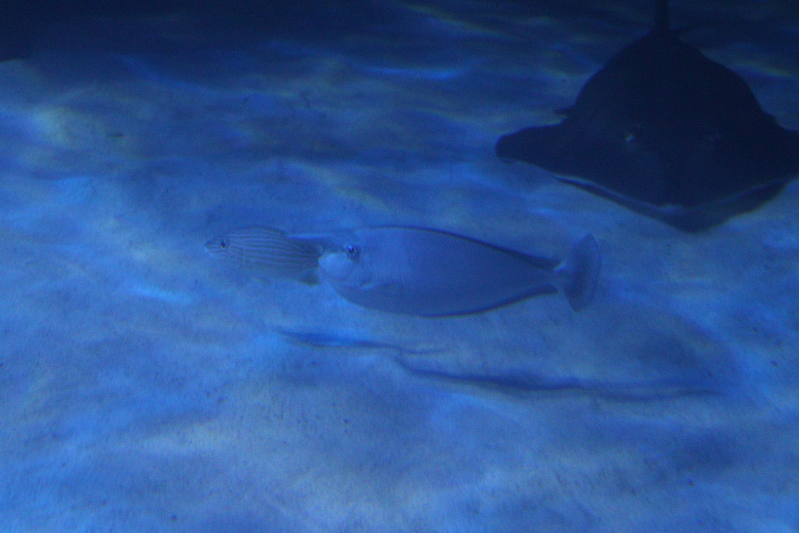 Naso brevostris or annulatus?